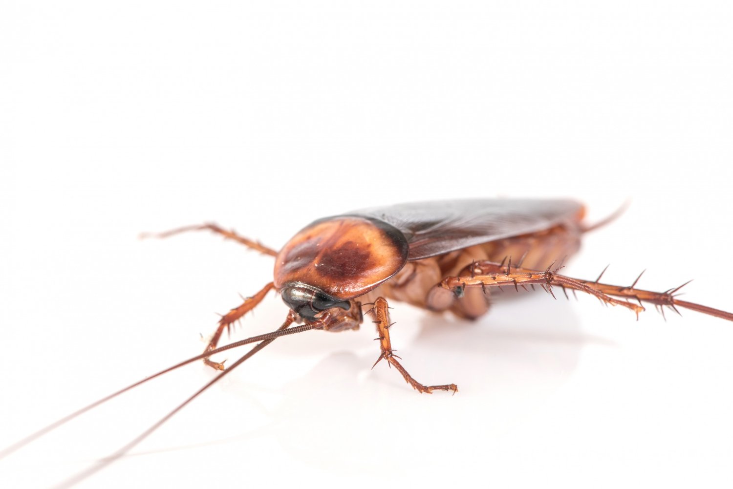 pms nuisible insectes